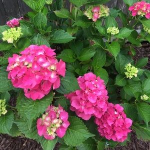 Meet your Posher, Lynne